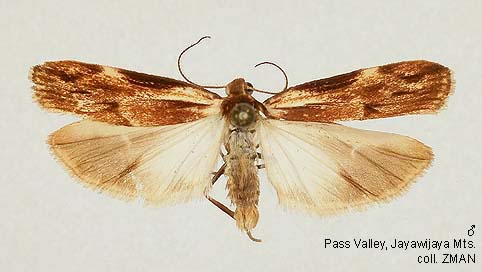 Papua Insects Foundation (Lepidoptera/Erebidae(Arctiinae)/Parapelosia ...